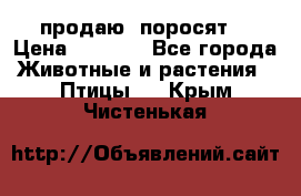 продаю  поросят  › Цена ­ 1 000 - Все города Животные и растения » Птицы   . Крым,Чистенькая